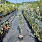 Topoľ biely (Populus alba) ´NIVEA´ - výška 100-120 cm, kont. C3L